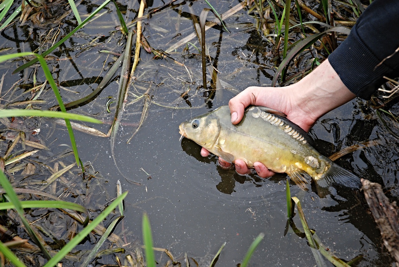 夢釣鯉魚，寓意與啟示