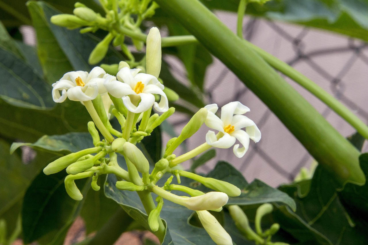 揭秘花木植物網(wǎng)站排名，如何提升您的在線(xiàn)市場(chǎng)競(jìng)爭(zhēng)力