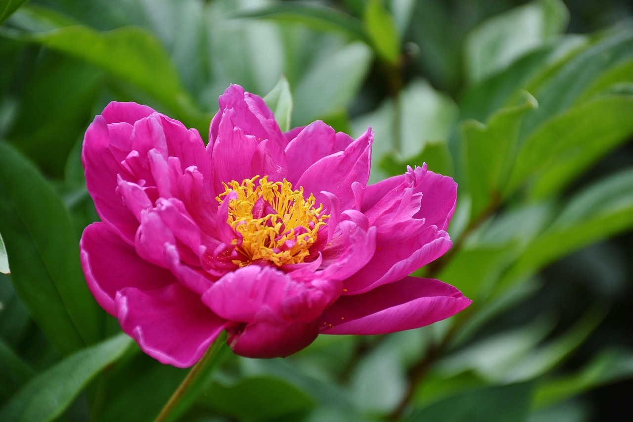 花啦花啦注冊難題解析，常見問題及解決方案